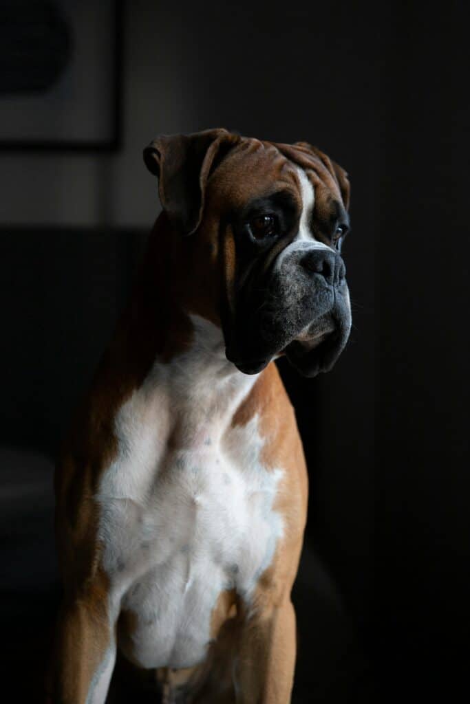 Cachorro Boxer
