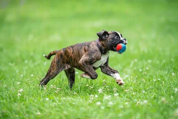 Como acalmar um Boxer agitado